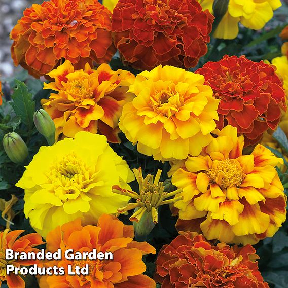 Marigold F1 'Zenith Mixed'