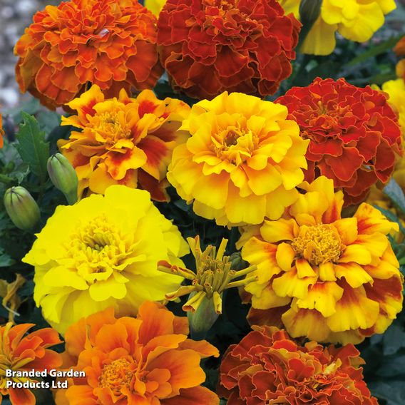 Afro-French Marigold 'Zenith Mixed' F1 - Seeds