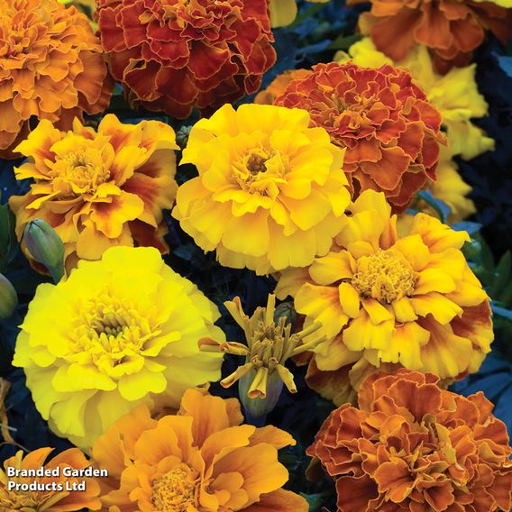 Afro-French Marigold 'Zenith Mixed' F1 - Seeds