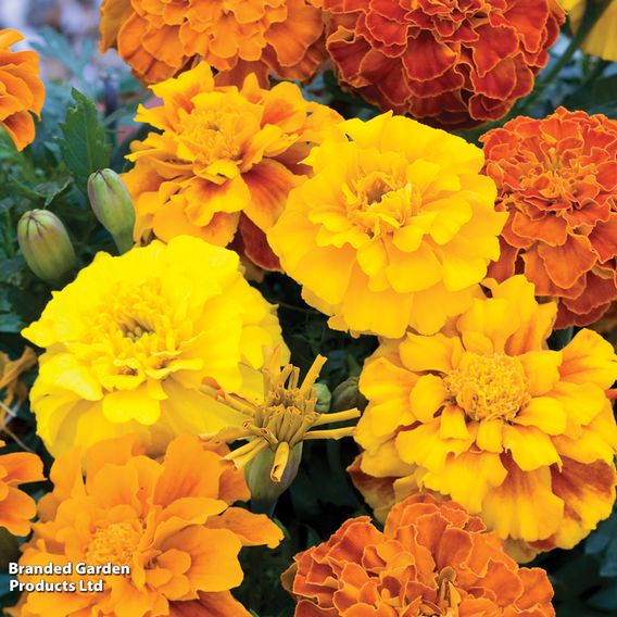 Afro-French Marigold 'Zenith Mixed' F1 - Seeds