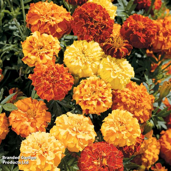 Afro-French Marigold 'Zenith Mixed' F1 - Seeds