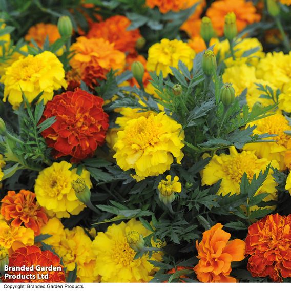 Afro-French Marigold 'Zenith Mixed' F1 - Seeds