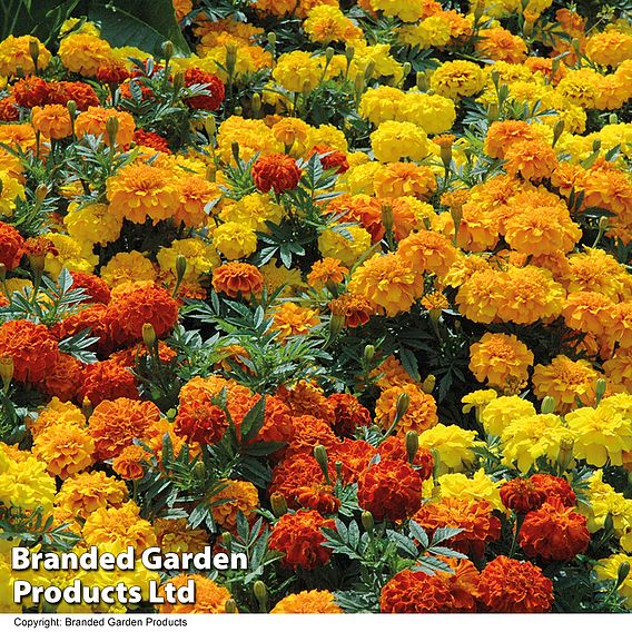 Marigold F1 'Zenith Mixed'