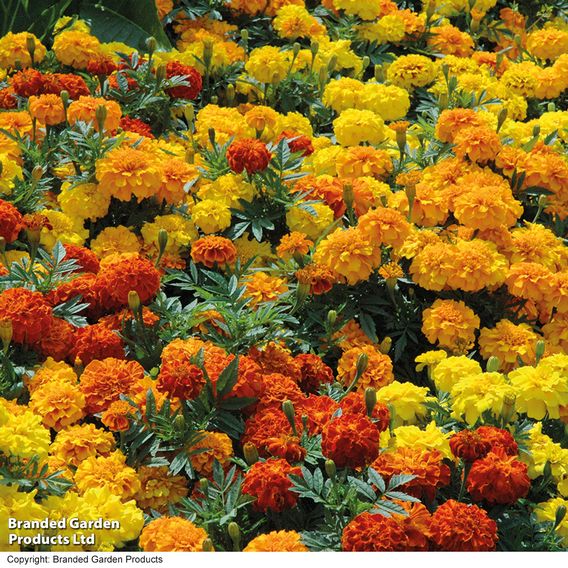 Afro-French Marigold 'Zenith Mixed' F1 - Seeds