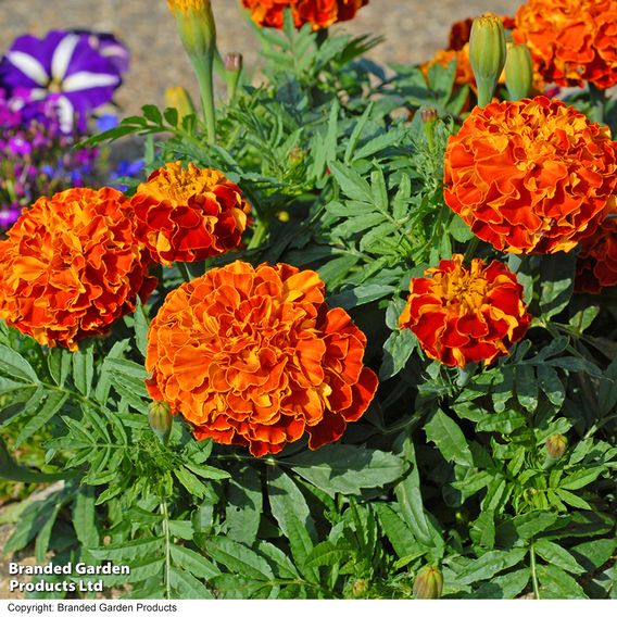 Afro-French Marigold 'Zenith Mixed' F1 - Seeds