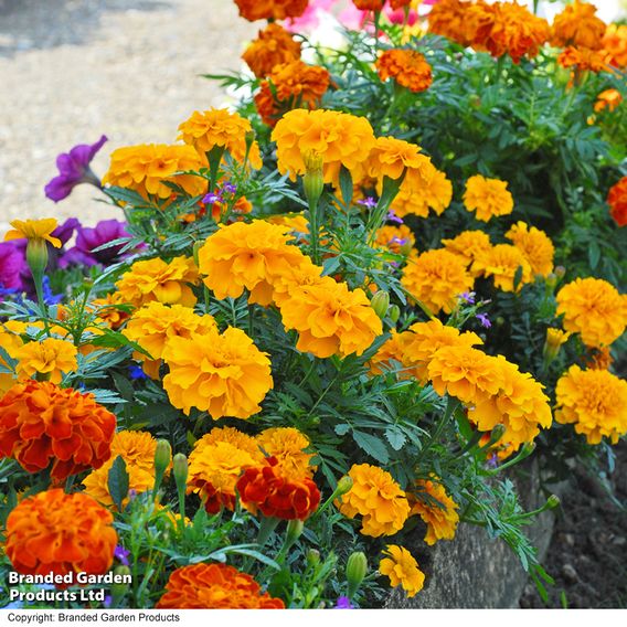 Marigold F1 'Zenith Mixed'