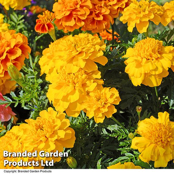 Marigold F1 'Zenith Mixed'