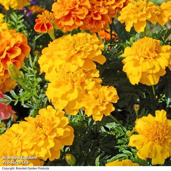 Afro-French Marigold 'Zenith Mixed' F1 - Seeds