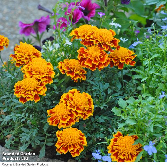 Afro-French Marigold 'Zenith Mixed' F1 - Seeds