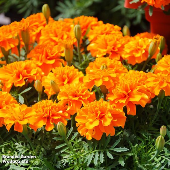 Marigold F1 'Zenith Mixed'