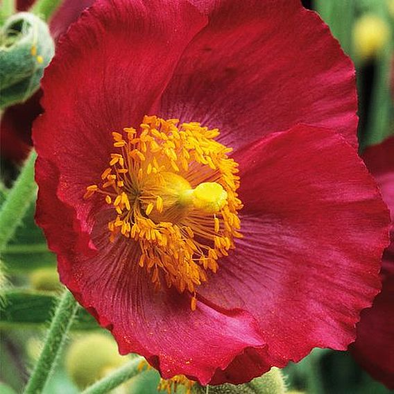 Meconopsis napaulensis