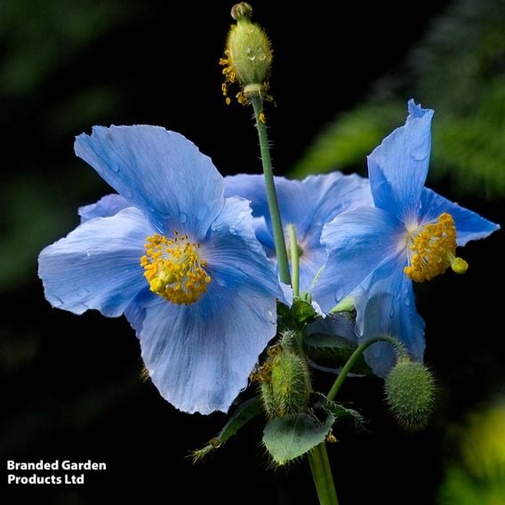 Meconopsis baileyi 'Blue'