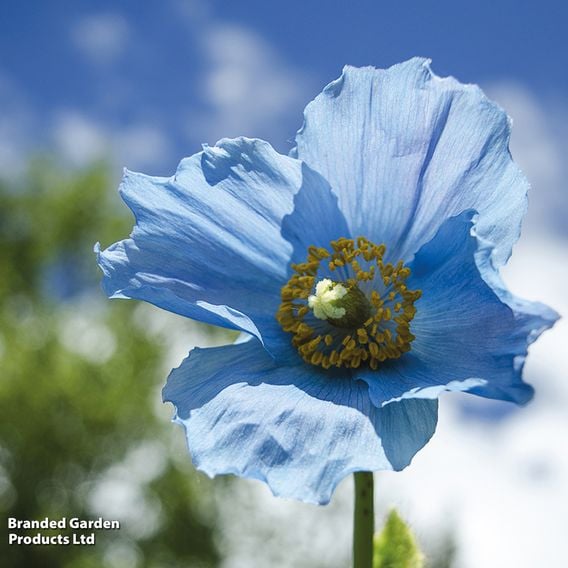 Meconopsis baileyi 'Blue'