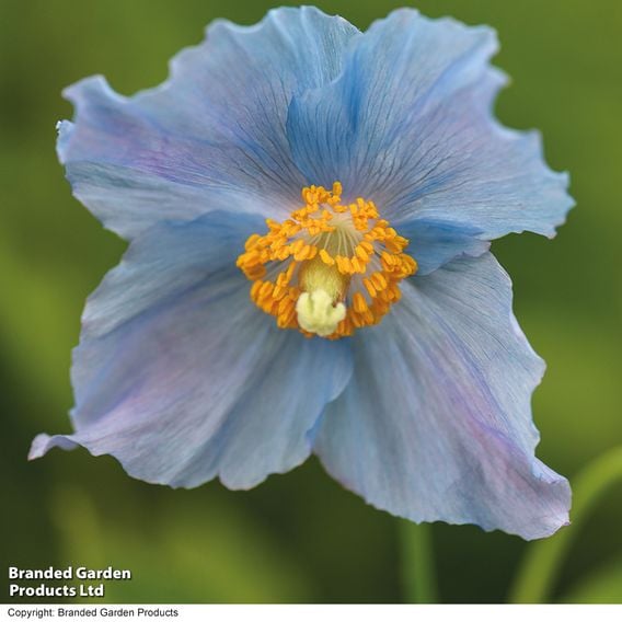Meconopsis baileyi 'Blue'