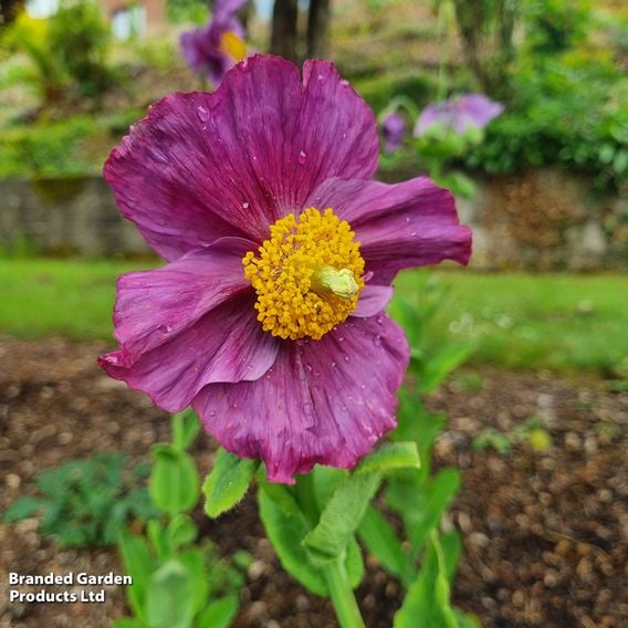 Meconopsis baileyi 'Hensol Violet'