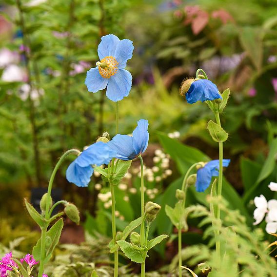 Meconopsis 'Lingholm'