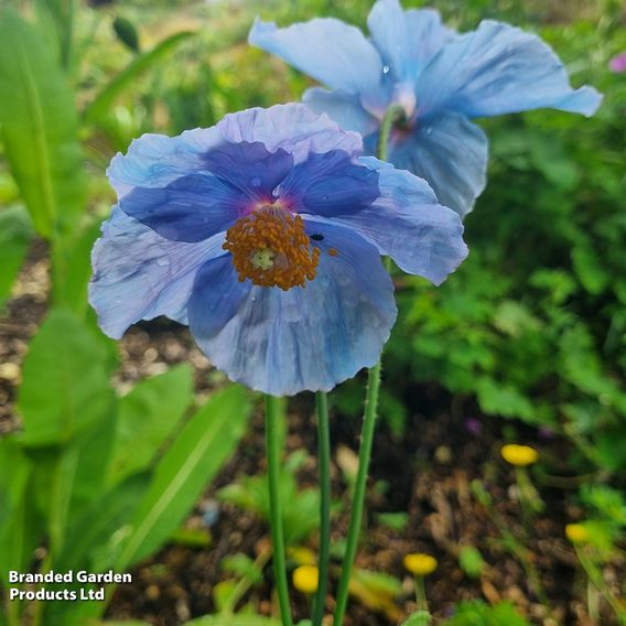 Meconopsis 'Lingholm'