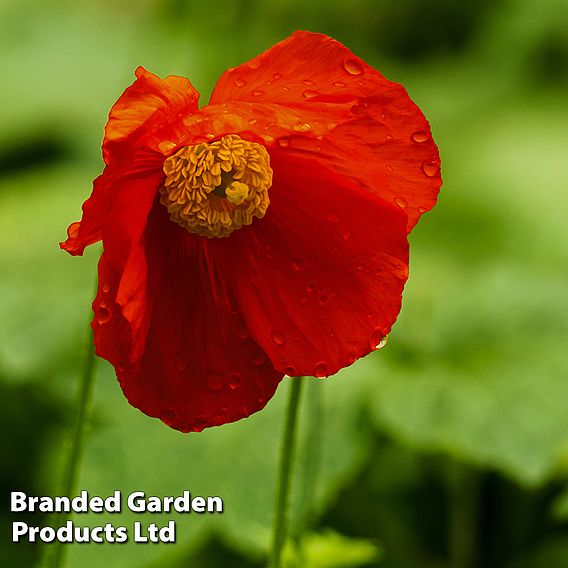 Meconopsis napaulensis