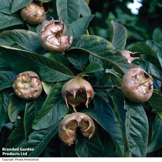 Medlar 'Nottingham'