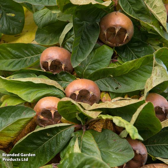 Medlar 'Nottingham'