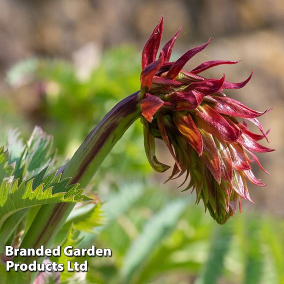 Melianthus major