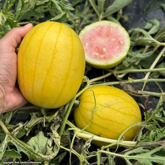 Watermelon 'Golden Kiss' F1 - Seeds