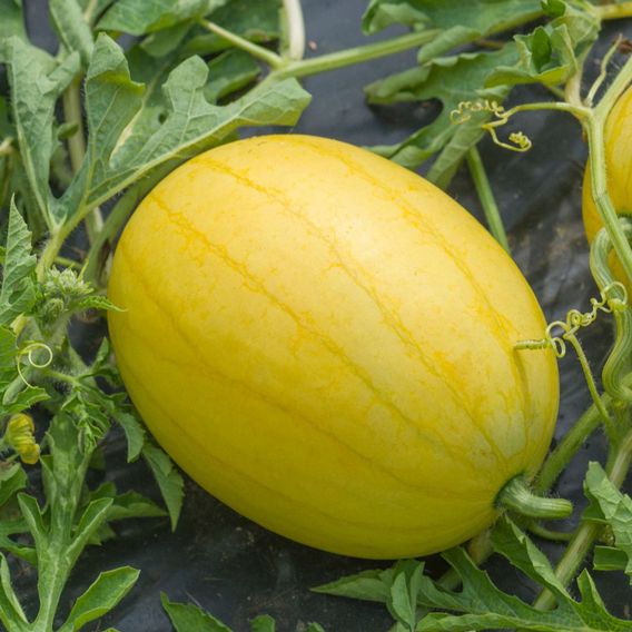 Watermelon 'Golden Kiss' F1 - Seeds