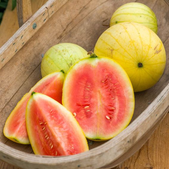 Watermelon 'Golden Kiss' F1 - Seeds