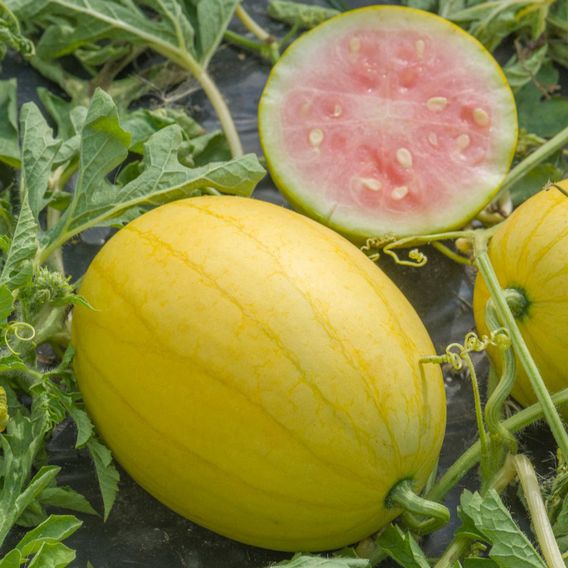Watermelon 'Golden Kiss' F1 - Seeds