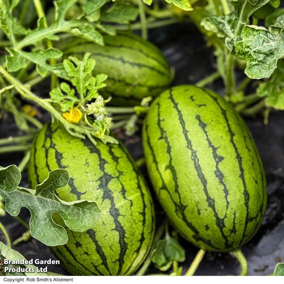 Watermelon 'Patio Sweetie'