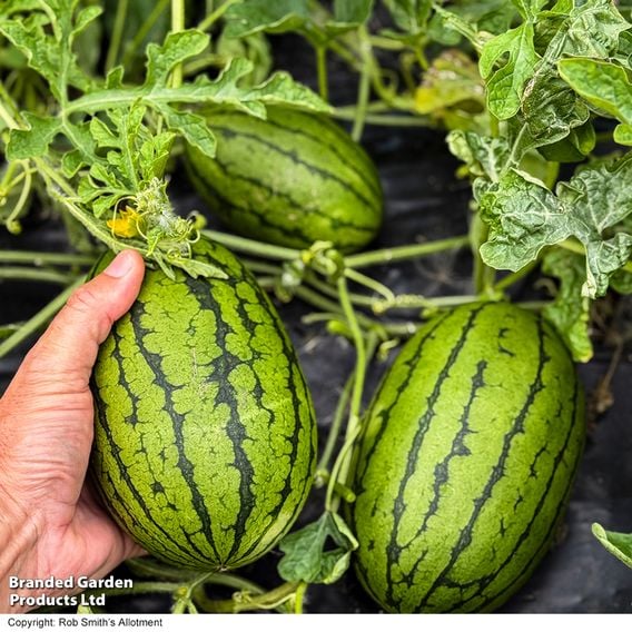 Watermelon 'Patio Sweetie'