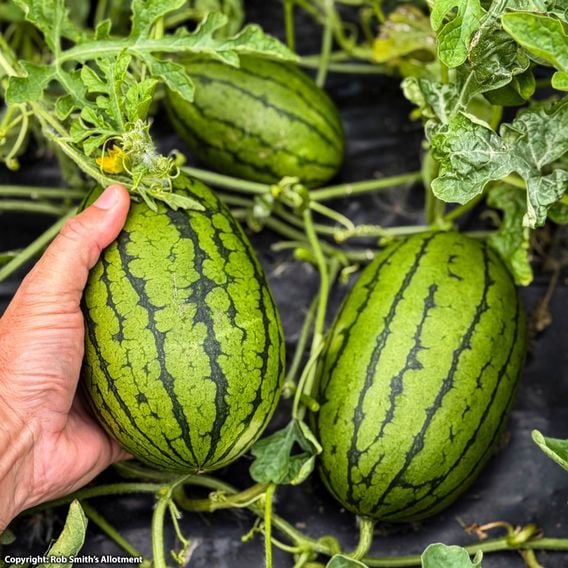 Watermelon 'Patio Sweetie' F1 - Seeds