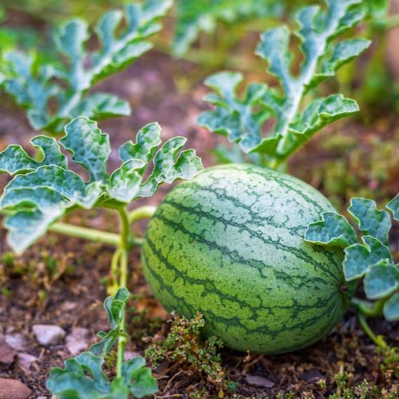Watermelon 'Patio Sweetie' F1 - Seeds