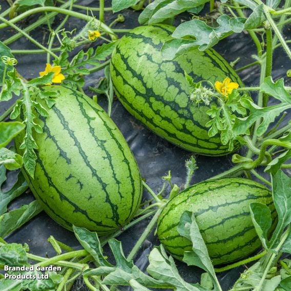 Watermelon 'Patio Sweetie'