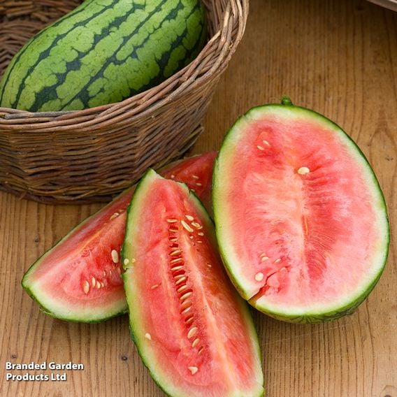 Watermelon 'Patio Sweetie'