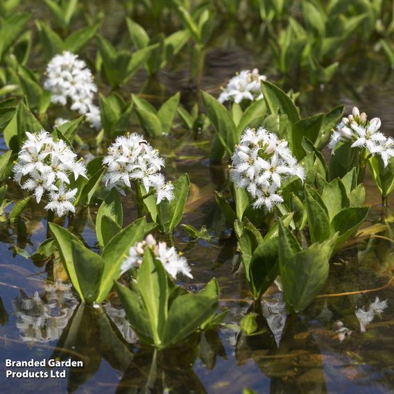 Menyanthes trifoliata (Marginal Aquatic)