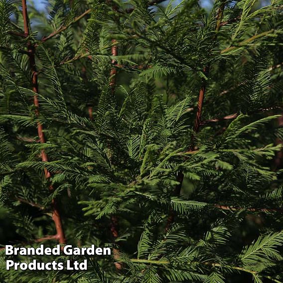 Metasequoia glyptostroboides
