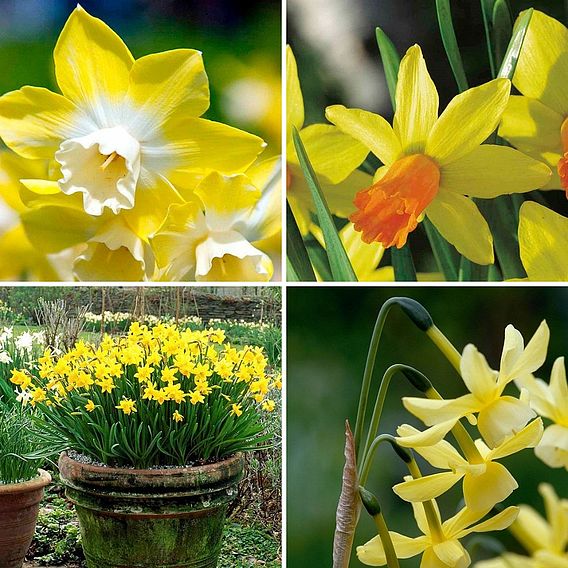 Daffodil Bulbs - Miniature Collection | Dobies