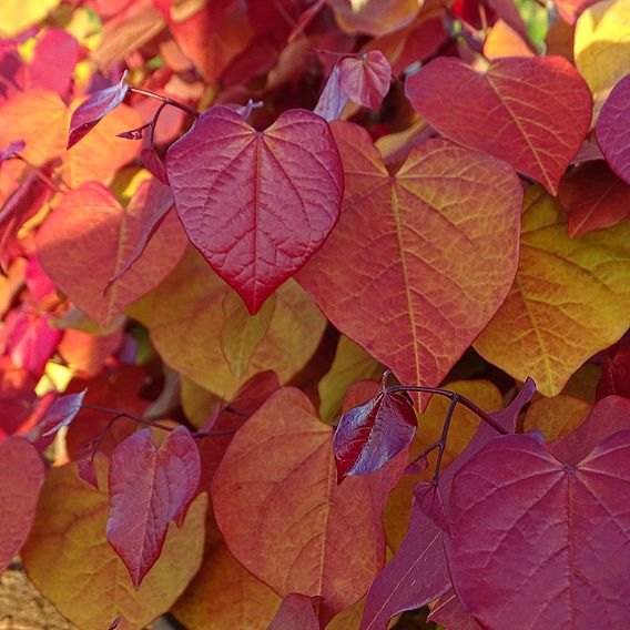 Cercis 'Eternal Flame'