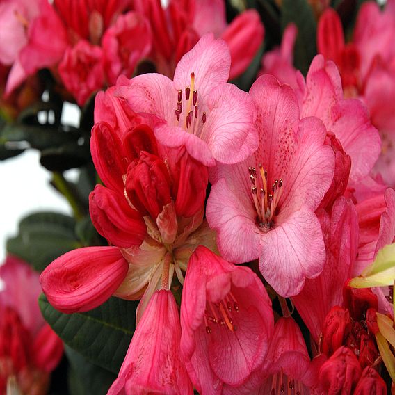 Rhododendron 'Wine and Roses'