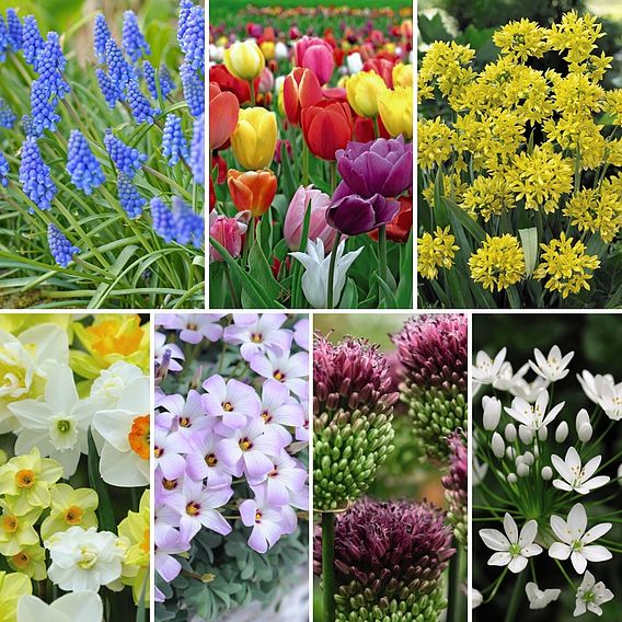 Spring Spectacular Colour Collection | Dobies