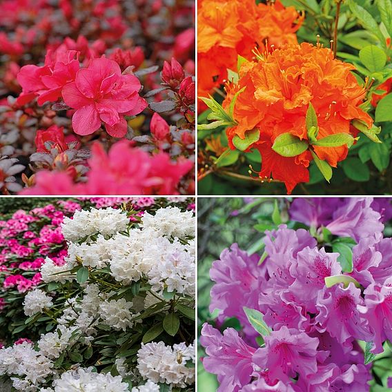 Azalea 'Dwarf Collection'