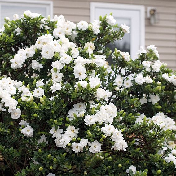 Gardenia 'Crown Jewels'