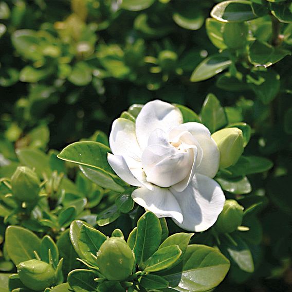 Gardenia 'Crown Jewels'