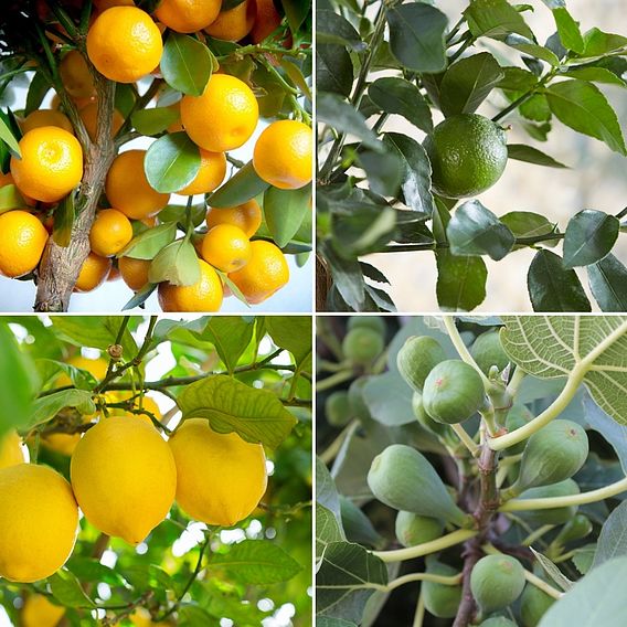 Mediterranean Fruit Collection (Citrus Fruit)