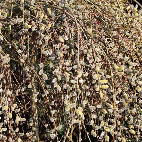 Salix caprea 'Kilmarnock'