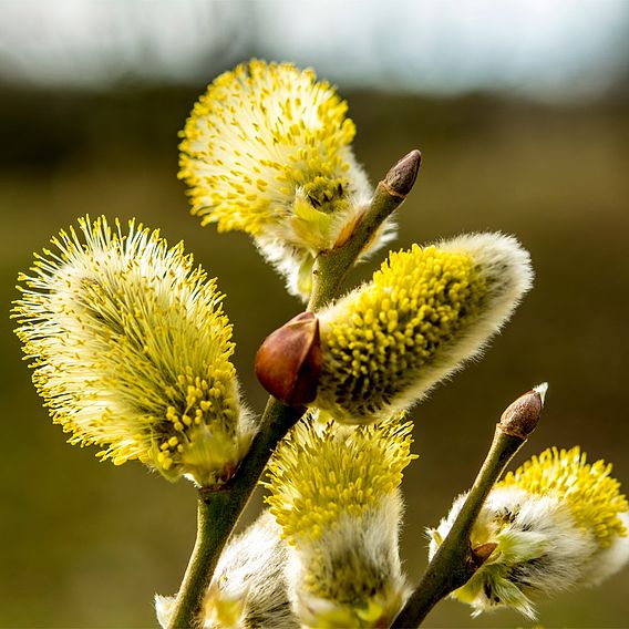 Salix caprea 'Kilmarnock'