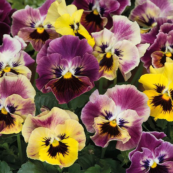 Pansy 'Frizzle Sizzle Fire'