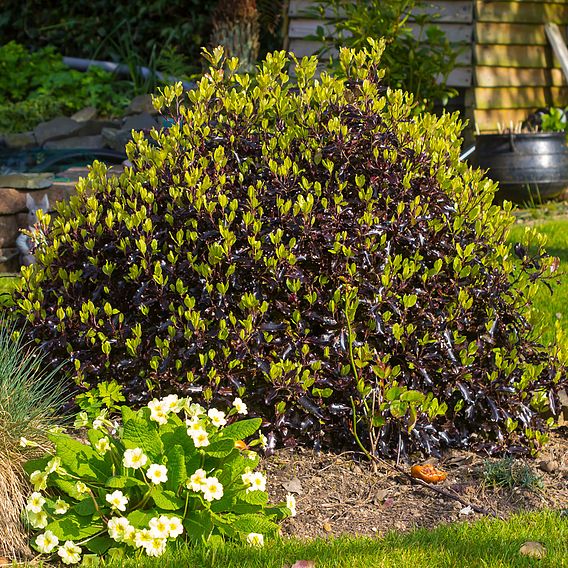 Pittosporum tenuifolium 'Tom Thumb'