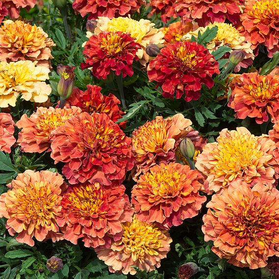 Marigold 'Strawberry Blonde'